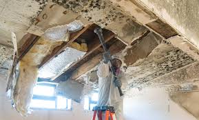 Why You Should Choose Our Mold Remediation Services in Otsego, MN